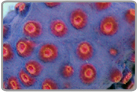 Aussie Purple Meteor Shower Cyphastrea Brain Coral - Frag